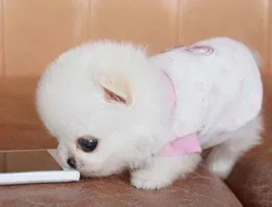 博美犬|三个月博美犬随地大小便应如何训练它