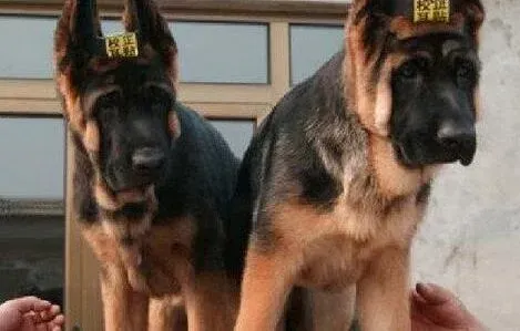德国牧羊犬|德国牧羊犬身上很痒，有皮屑用什么药好