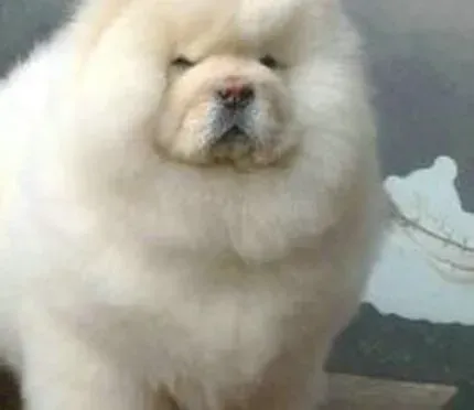 松狮犬|松狮犬痴肥对它的身体有什么影响