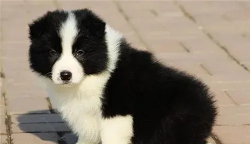 边境牧羊犬养在家好吗 怎么养好边境牧羊犬 | 边境牧羊犬