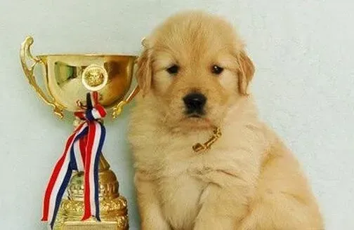 金毛|要想让金毛犬健康成长 食物的选择很重要
