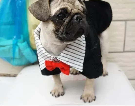 巴哥犬|训练巴哥犬会有哪些你始料未及的问题
