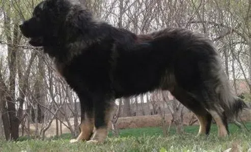 高加索犬|高加索犬喝牛奶遇到的形形色色的问题