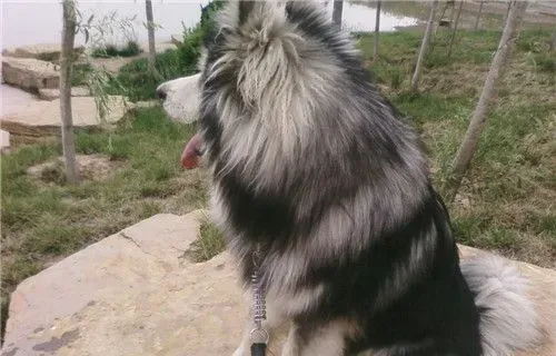 阿拉斯加雪橇犬和哈士奇哪个血统老 阿拉斯加血统老 | 阿拉斯加雪橇犬