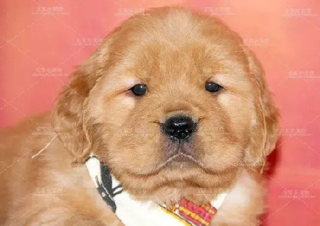 金毛|金毛犬什么时候才能“懂事儿听话”