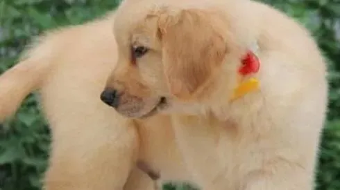 金毛|不能长期给金毛犬穿衣服的原因