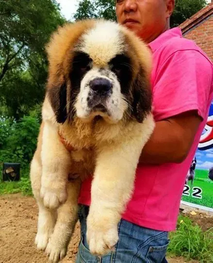 圣伯纳犬|饲养圣伯纳犬需要注意的七大问题