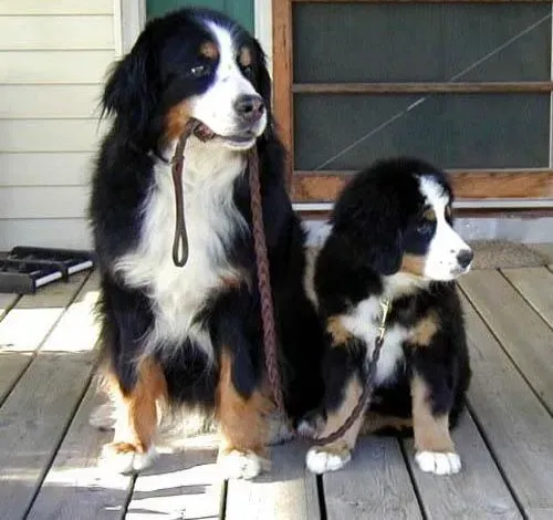 伯恩山犬|伯恩山犬后腿一阵一阵发抖是什么情况