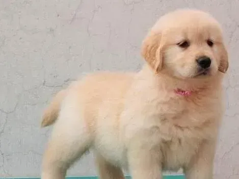 金毛|金毛犬什么时候才能“懂事儿听话”