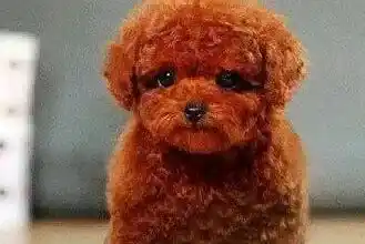 泰迪犬|泰迪犬得了真菌皮肤病怎么尽快治愈