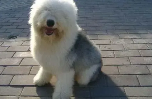 古代牧羊犬|护理古代牧羊犬最得力的方法包括哪些