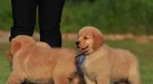 金毛寻回犬的饲养 不能让它分享人类的饮食 | 金毛寻回犬