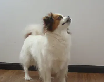 西藏猎犬的性格 该犬欢快而充满自信 | 西藏猎犬