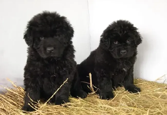 纽芬兰犬喂什么 需要大量的肉食营养补充 | 纽芬兰犬