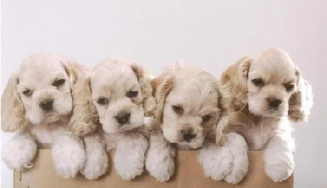 可卡犬|如何巧妙给可卡犬合理搭配狗粮