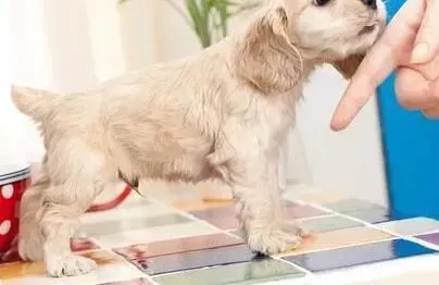 可卡犬|可卡犬涨肚拉稀是不是生病了
