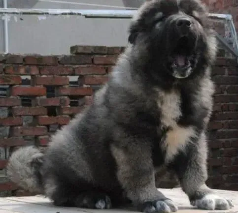高加索犬|高加索犬身上出现很多皮屑，很痒用什么药好