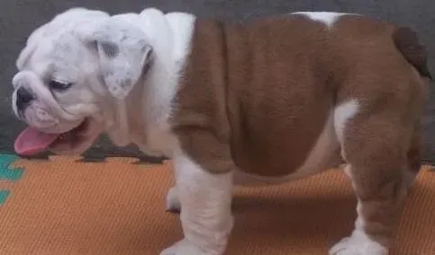 英国斗牛犬|斗牛犬误吃了一粒环酯红霉素片会不会有事