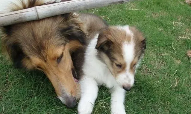 苏格兰牧羊犬|苏格兰牧羊犬穿衣服时要注意哪些细节