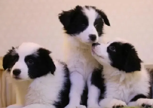 边境牧羊犬|边境牧羊犬最近泪腺很严重有方法去除吗