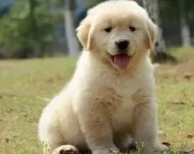 金毛|金毛犬吃什么饭比较好 吃什么生肉好呢
