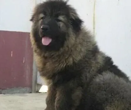 高加索犬|时尚精品 适合高加索犬使用的宠物洁耳剂