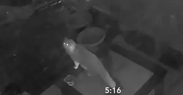 贪玩猫咪被反锁门外一夜 经9小时惊魂记超无助 | 猫