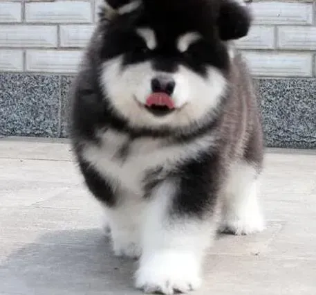 阿拉斯加犬|阿拉斯加雪橇犬不听话的对策
