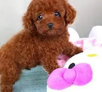 泰迪犬|炎热的夏季可以给泰迪犬修理毛发吗