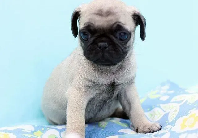 巴哥犬|我家巴哥犬什么时候驱虫合适呢