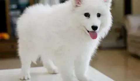 银狐犬|生命在于运动 银狐犬运动期间须注意哪些细节