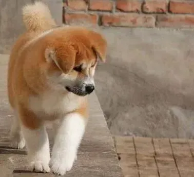 秋田犬|秋田犬打疫苗后咳嗽眼屎增多是正常现象么