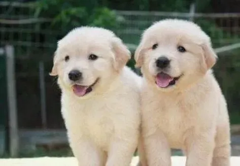 金毛|三个月的金毛犬误食了鸡骨头我该怎么办