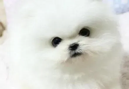 博美犬|博美犬为什么会突然间腿瘸了