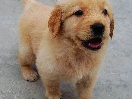 金毛|金毛犬不听话我们要这样惩罚它们