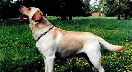 拉布拉多寻回犬训练难度 间接惩罚调教法来训练 | 拉布拉多