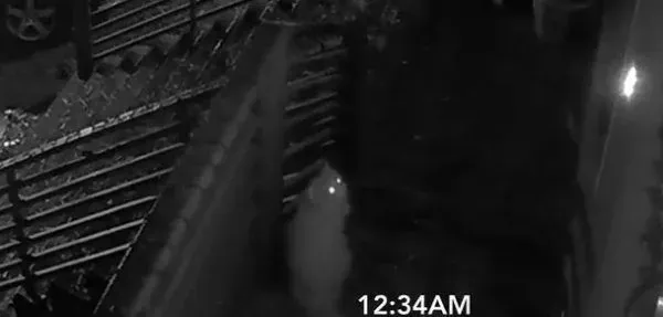 贪玩猫咪被反锁门外一夜 经9小时惊魂记超无助 | 猫