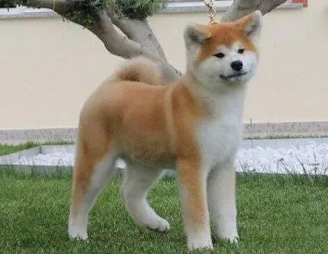 秋田犬|秋田犬什么时候开始掉毛，有人知道答案吗