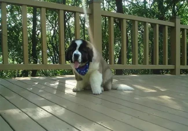 圣伯纳犬|圣伯纳犬呕吐黄色液体和泡沫该怎么调理