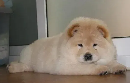 松狮犬|识破狗狗的小心思 正确看待狡猾松狮犬
