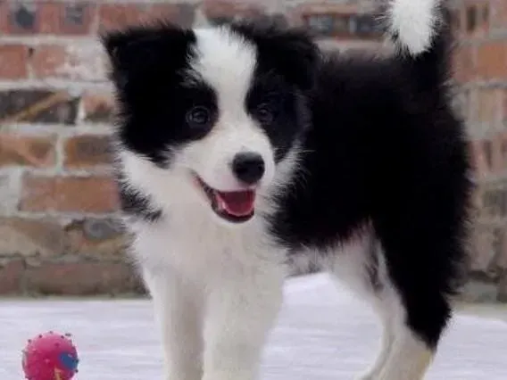 边境牧羊犬|护理老年边境牧羊犬最精华的方法