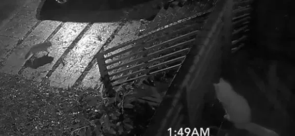 贪玩猫咪被反锁门外一夜 经9小时惊魂记超无助 | 猫