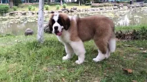 圣伯纳犬|圣伯纳犬拉稀带血是怎么了