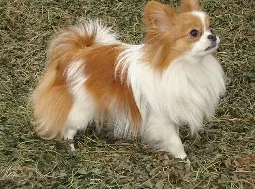 蝴蝶犬|怎样避免蝴蝶犬出现中毒与撞车事件