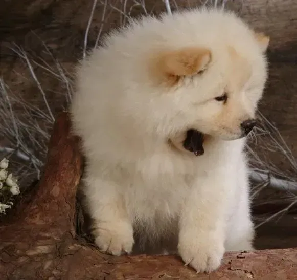 松狮犬|牙好身体棒 松狮犬换牙时的注意事项