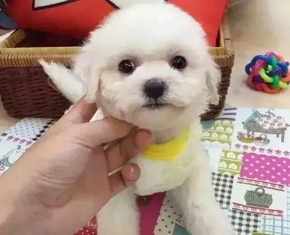 比熊犬|比熊犬为什么半夜总大声的吠叫