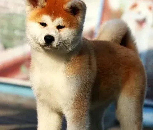 秋田犬|我家秋田犬呕吐拉稀确诊为细小怎么治疗