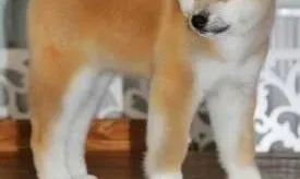 秋田犬|秋田幼犬的饮食次数与年龄的关系