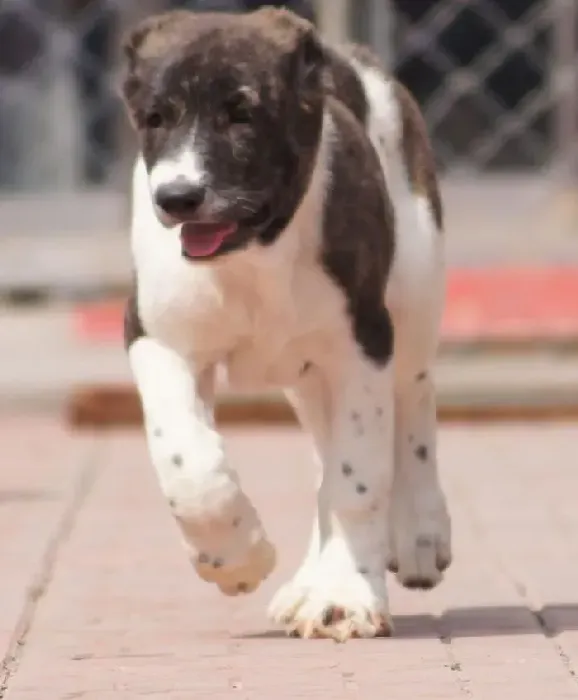 中亚牧羊犬|中亚牧羊犬最近有点便秘，求解决