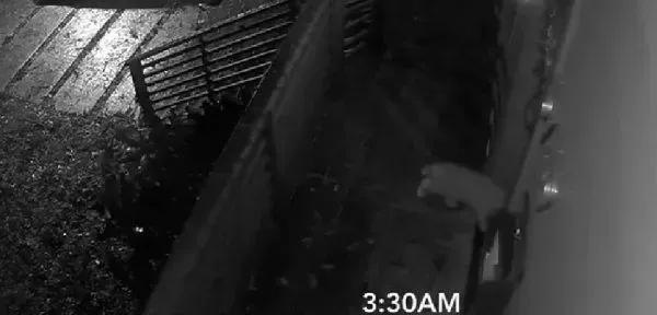 贪玩猫咪被反锁门外一夜 经9小时惊魂记超无助 | 猫